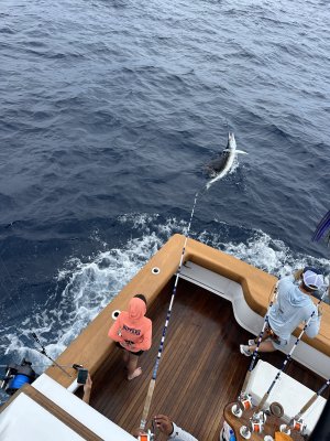MEXICO HOSTED SAILFISH TRIP  2.jpeg