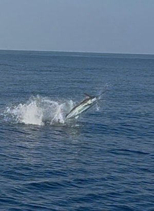MEXICO HOSTED SAILFISH TRIP  5.jpeg