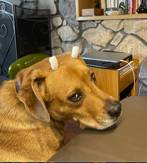 Screen Shot 2026-01-25 at 12.55.40 PM.png