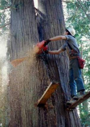 Young Al Tahuyah, WA.png