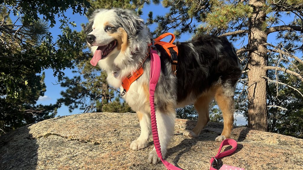 Stella, the candy ass Aussie dog.