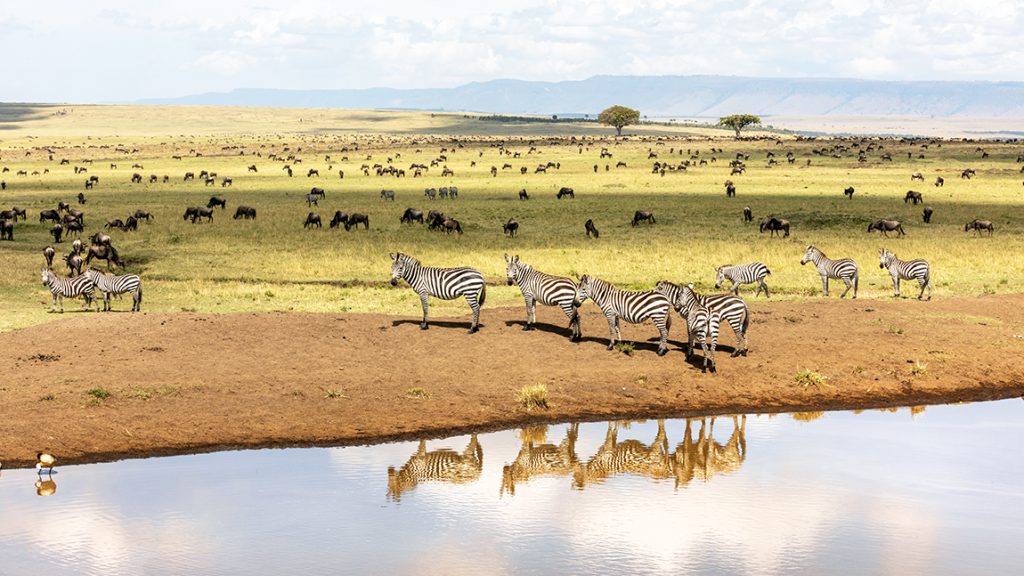 Animals at a watering hole in the Masai Mara. 